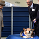 Illustration for article titled The Queen Is Done Collecting Corgis, Wants No Corgi Left Behind